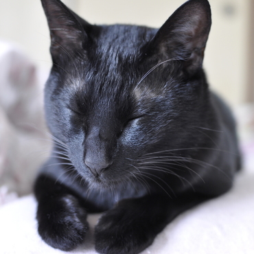 大暴れした後の居眠り。