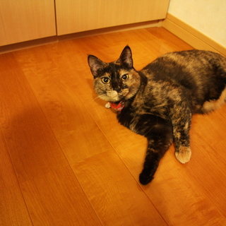 甘えん坊サビ猫の女の子