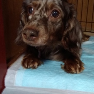 優しいダックス