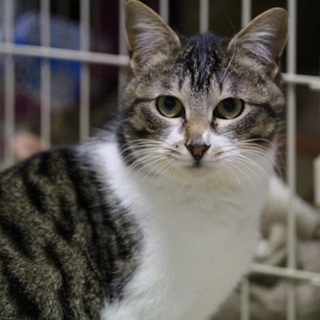 天真爛漫サバ白ちゃん(*^o^*)