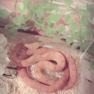 コーンスネークの子供