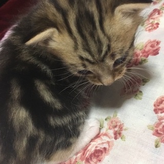 アメショ風♂【一時停止中】お返事させていただきます