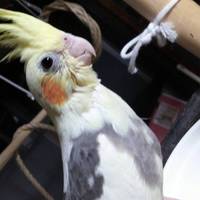 ゆず