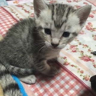 サバトラ♀【一時停止中】お返事させていただきます