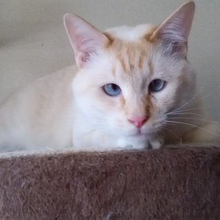 オレンジ系シャムミックス　ブルーアイ　男の子