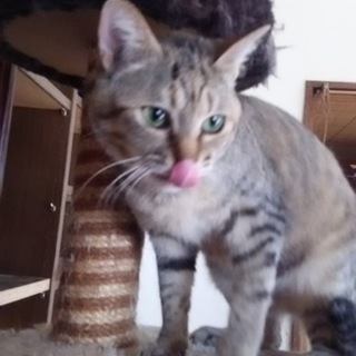 美人さん　キジトラ　女の子　きっちゃん