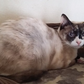 人見知りしますが可愛いタヌキ　シャムミックス　