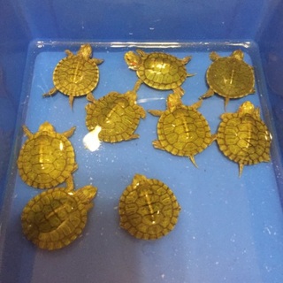 ミドリガメの子亀の里親様募集！