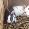 ＊最終交渉中＊うさぎの赤ちゃん（生後1か月）2匹 サムネイル3