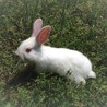 ＊最終交渉中＊うさぎの赤ちゃん（生後1か月）2匹 サムネイル4
