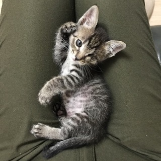 片目だけど元気！キュートなちびっこキジトラ君