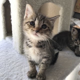 可愛い元気娘☆キジトラ生後約２カ月