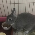 うさぎの里親さんを探してます