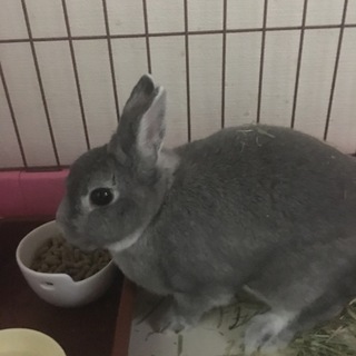 うさぎの里親さんを探してます