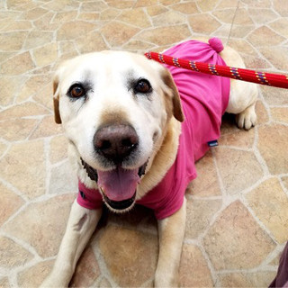 L.レトリーバー♂推定10歳のノモ♡(近畿)