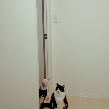 こうして毎朝見送られるので、いつも後ろ髪を引かれ、出掛けずにクック達と遊びたくなります(笑)そんな私は今日も出勤！ (￣▽￣;)