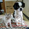 狆（チン）&シャムミックスの猫さん