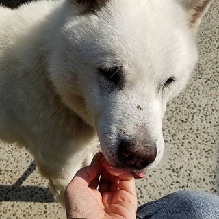 大きめの中型犬の男の子