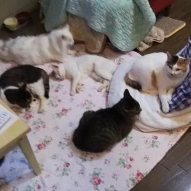 ＨＯＭＥなな猫ほーむのカバー写真