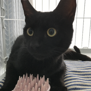 【里親さま決定】黒猫ピータン９ヶ月☆人懐こい男の子