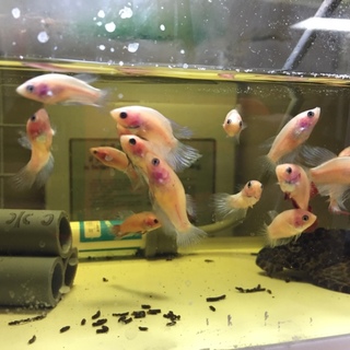 【交渉中】乳白色ベタの里親さん募集