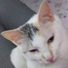 白三毛８ヶ月齡桜乃(はるの)ちゃん、熊本被災猫❗ サムネイル2