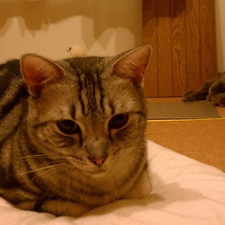 アメショーの男の子