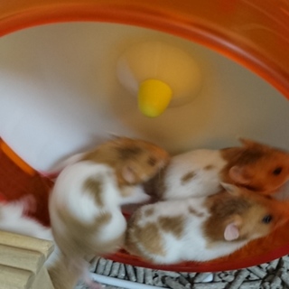 ゴールデンハムスター（残りオス1匹、メス1匹）