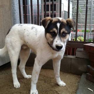 この子を助けてください。