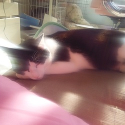 「おはよー！´ω`)ﾉ」サムネイル2