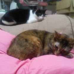 「おはよー！´ω`)ﾉ」サムネイル3