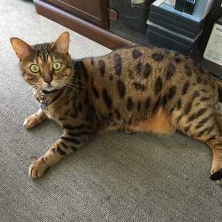 好奇心旺盛ですが穏やかで人懐っこいコです。