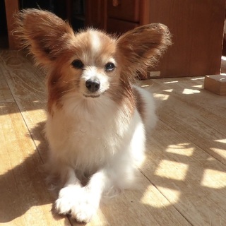 穏やかで可憐な愛されキャラの小さな女の子