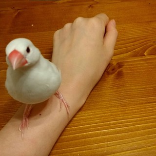 白文鳥　すぐに手や足に乗ってきます。