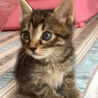 ご応募多数のため、一時中止させていただきます。