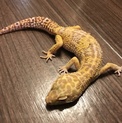 レオパードゲコ メス