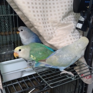 応募者多数の為募集を一時中断します。