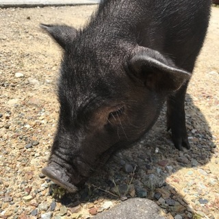 ミニブタ男の子
