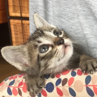 やんちゃで甘えん坊のうずらくん…1ヶ月半