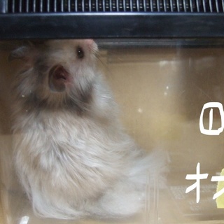 ゴールデンハムスター（男の子）　一旦停止中