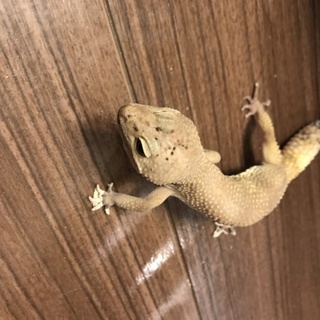 レオパードゲコ オス
