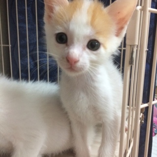 白茶トラの兄弟