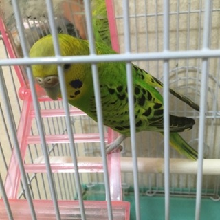 セキセイインコ ♀二羽