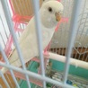 セキセイインコ ♀二羽 サムネイル2