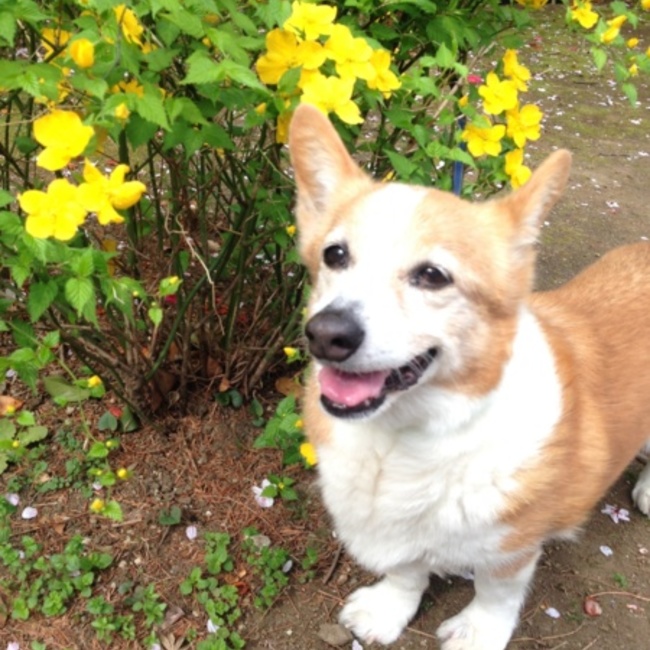 ハニ丸のカバー写真