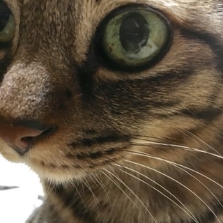 急募！キジトラ、オスの里親さん募集