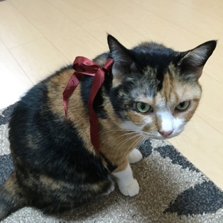 成猫の里親になってくれる方