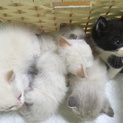 4/3生まれの仔猫です‼︎