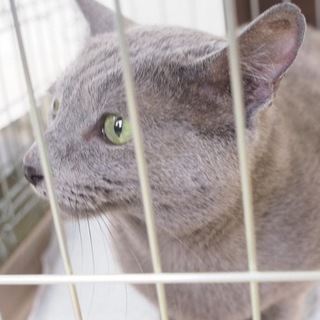 甘えたなロシアンブルーの男の子1歳