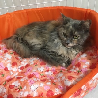 小柄なメインクーン くぅちゃん 3歳